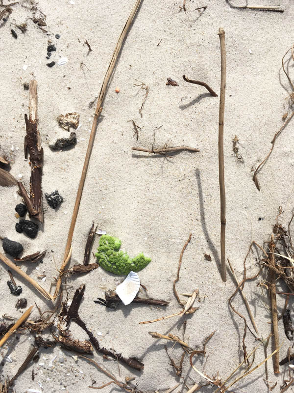 Strandfundstücke auf Amrum. Foto: Hartmuth Schröder